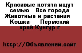 Красивые котята ищут семью - Все города Животные и растения » Кошки   . Пермский край,Кунгур г.